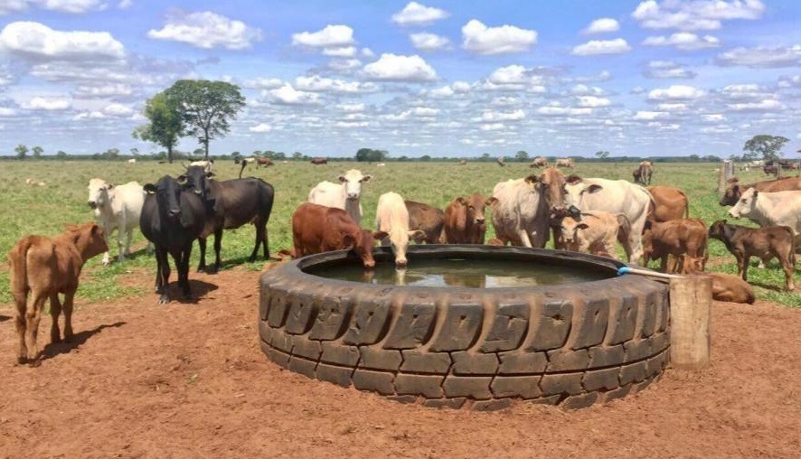 Como construir bebedouro com pneu? Ele é melhor que o de cimento?